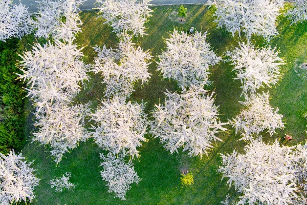 Vilnius Litauen April 2022 Schöne Luftaufnahme Des Blühenden Sakura Parks — Stockfoto