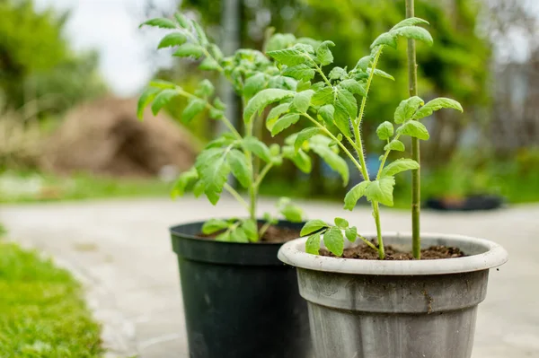 Tomatenpflanzen Einem Sommertag Einem Blumentopf Kultivieren Eigener Obst Und Gemüseanbau — Stockfoto