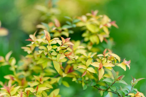 春天里 日本草甸的嫩叶 装饰的灌木 在春天里 观赏植物的鲜叶 — 图库照片