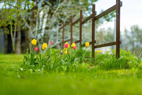 春の庭では色とりどりのチューリップが花壇で成長します 美しい春の自然 — ストック写真
