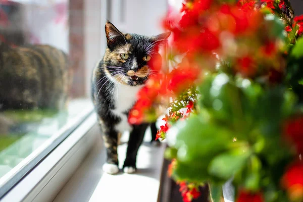 Piccolo Gatto Tartaruga Cercando Carino Davanzale Una Giornata Sole — Foto Stock