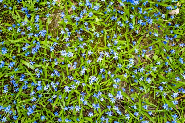 Scilla Blumen Blühen Frühlingsgarten Auf Dem Alpenhügel Schöne Blaue Frühlingsblumen — Stockfoto