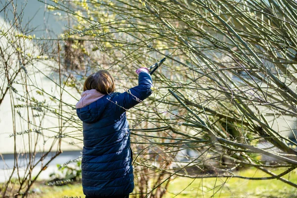 Žena Zahradník Pomocí Prořezávání Nůžky Řezat Suché Větve Stromů Jarní — Stock fotografie