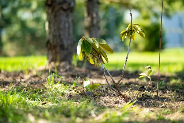 晴れた日に観賞用の庭に植えられた若いシャクナゲのツツジの花の茂み ランドスケープデザインのコンセプト 植物保育園販売 — ストック写真