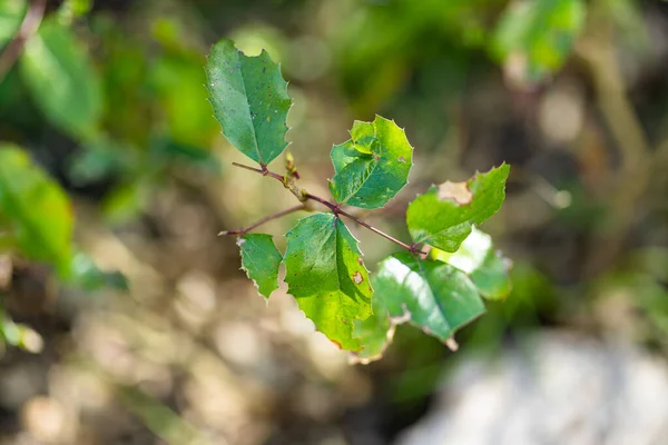 Hojas Verdes Jóvenes Cissus Cissus Rhombifolia Planta Invernadero — Foto de Stock