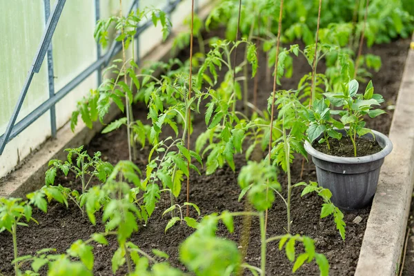 Odla Tomatplantor Och Paprika Ett Växthus Sommardagen Odlar Egna Frukter — Stockfoto