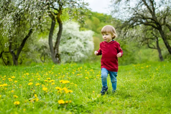 温暖的春日 可爱的幼儿在开花结果的苹果园里玩乐 活泼的小男孩在城市公园采花 为有子女的家庭开展积极的户外活动 — 图库照片
