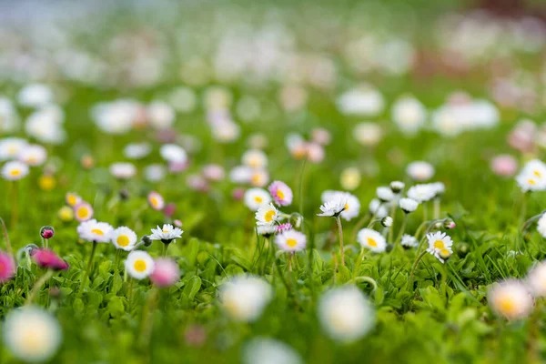 Gyönyörű Rét Tavasszal Tele Virágzó Fehér Rózsaszín Közös Százszorszépek Zöld — Stock Fotó