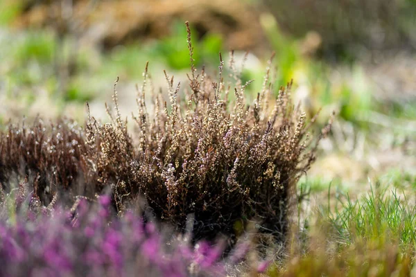 乾燥したヒーザー植物の詳細 美しい屋外の風景 自然の美しさ — ストック写真