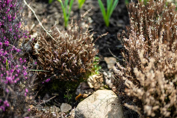 Detail Einer Trockenen Heidekrautpflanze Schöne Outdoor Landschaft Schönheit Der Natur — Stockfoto