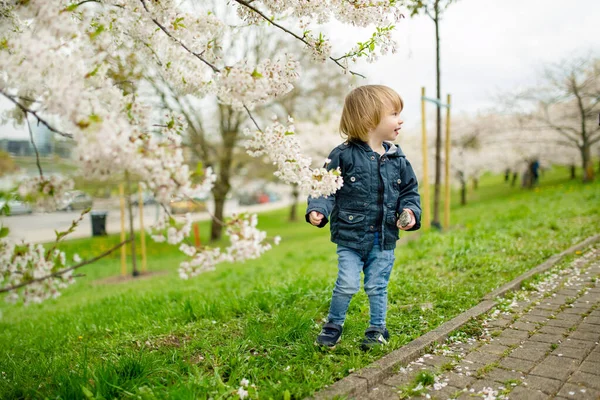 Cute Maluch Chłopiec Gra Kwitnącym Ogrodzie Wiśni Piękny Wiosenny Dzień — Zdjęcie stockowe