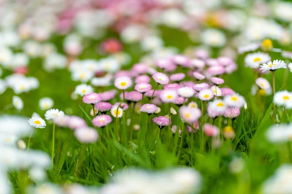 緑の芝生の上で開花白とピンクの一般的なデイジーでいっぱいの春の美しい牧草地 デイジー ローン ベリス ペレニス — ストック写真