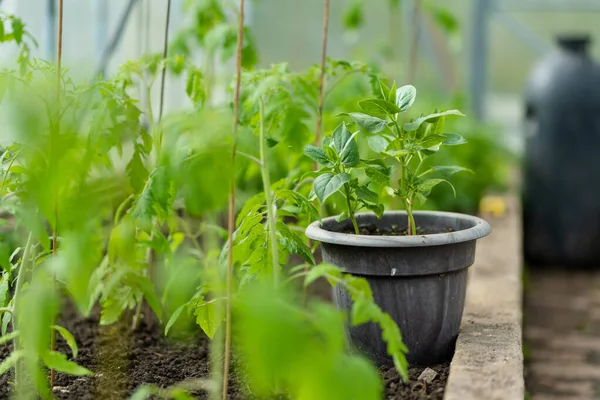 Tomatenpflanzen Und Paprika Sommertagen Einem Gewächshaus Anbauen Eigener Obst Und — Stockfoto