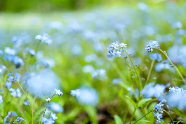 Belles Fleurs Bleues Oubliées Dans Jardin Printemps Beauté Dans Nature — Photo