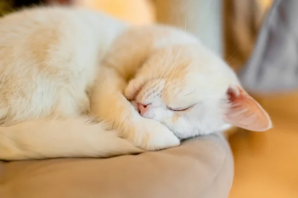 Słodki Biały Kot Śpiący Zwinięty Poduszce Kotki Kawiarni Dla Kotów — Zdjęcie stockowe