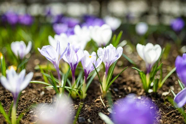 Blühende Krokusblüten Park Frühlingslandschaft Schönheit Der Natur — Stockfoto