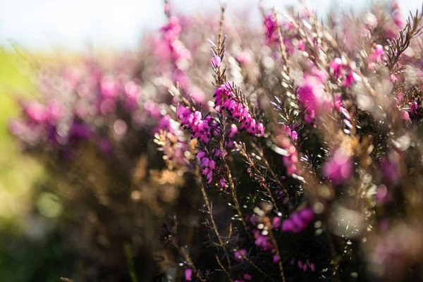 开着花的石南植物的细节 美丽的户外风景 大自然的美丽 — 图库照片