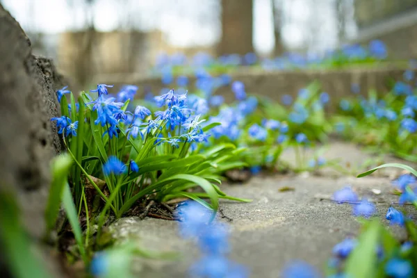 Scilla Blumen Blühen Frühlingsgarten Auf Dem Alpenhügel Schöne Blaue Frühlingsblumen — Stockfoto