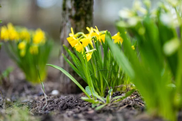Güneşli Bir Bahar Gününde Bahçede Açan Güzel Sarı Nergis Çiçekleri — Stok fotoğraf