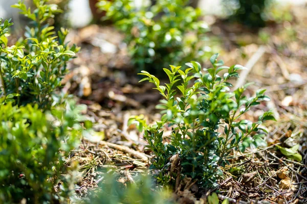 Boxwood Buxus Sempervirensまたはヨーロッパの箱の茂みの明るい光沢のある若い緑の葉 常緑庭園 — ストック写真