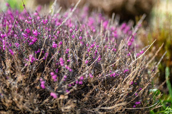 Detail of a flowering heather plant. Beautiful outdoor scenery. Beauty in nature.