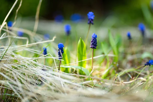 春の庭に咲くブドウヒヤシンスやアルメニアムスカリ — ストック写真