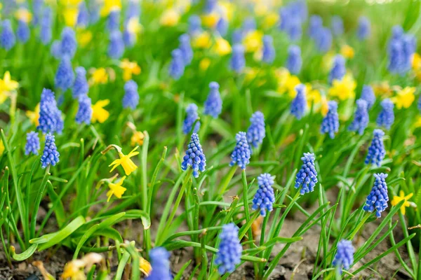 Druvhyacinter Armeniacum Muscari Och Påskliljor Narcissus Blommar Vårträdgården — Stockfoto