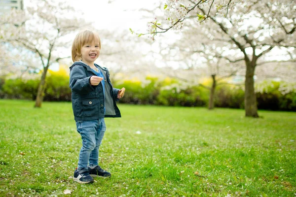 Милый Мальчик Играет Цветущем Саду Вишне Прекрасный Весенний День Очаровательный — стоковое фото