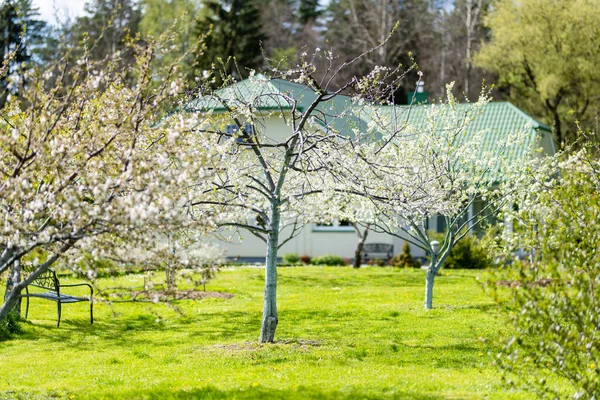 Vackra Körsbärsträd Blommar Våren Skönhet Naturen Uppfriskande Körsbärsgrenar Solig Vårdag — Stockfoto