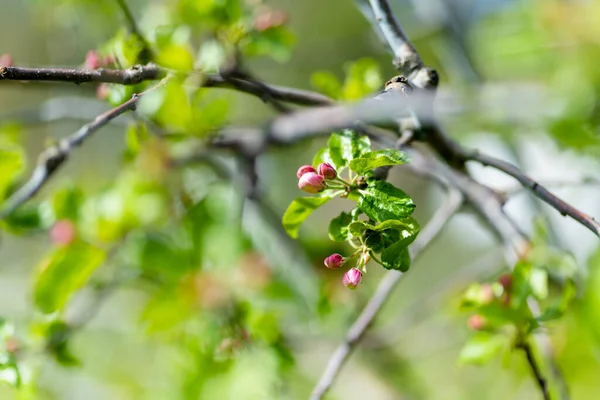 Hermoso Jardín Manzanos Viejos Que Florecen Soleado Día Primavera Belleza — Foto de Stock