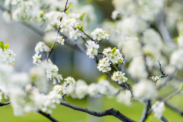 Bellissimo Ciliegio Che Fiorisce Primavera Bellezza Nella Natura Teneri Rami — Foto Stock