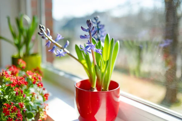 Güzel Mavi Sümbül Çiçekleri Güneşli Bir Günde Pencere Eşiğinde Saksıda — Stok fotoğraf