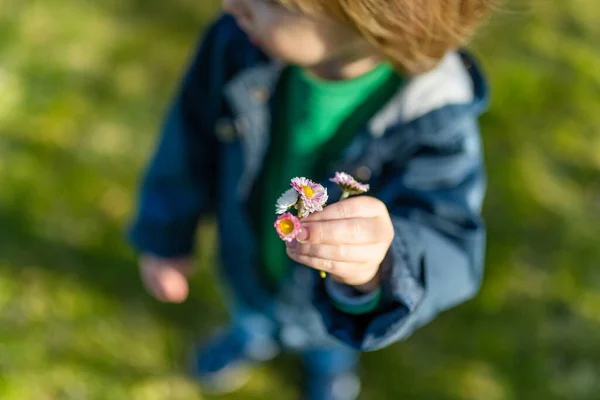 かわいい幼児の男の子は晴れた春の日に屋外でデイジーを選ぶ 子供は自然を探索する 小さな子供のための早春の活動 — ストック写真