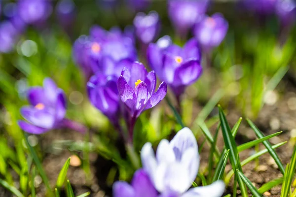 Florescendo Flores Croco Parque Paisagem Primavera Beleza Natureza — Fotografia de Stock