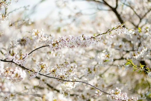 Beautiful Cherry Tree Blossoming Spring Beauty Nature Tender Cherry Branches — Stock Photo, Image