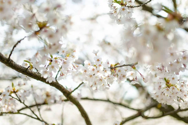 Hermoso Cerezo Floreciendo Primavera Belleza Naturaleza Tiernas Ramas Cereza Soleado — Foto de Stock