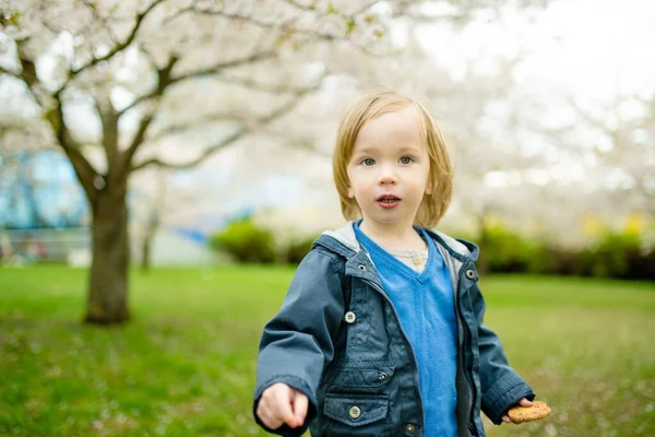 Güzel Bir Bahar Günü Kiraz Ağacı Bahçesinde Oynayan Tatlı Çocuk — Stok fotoğraf