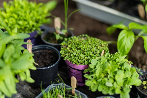 Pot Plastik Dengan Berbagai Bibit Sayuran Menanam Bibit Muda Pada — Stok Foto