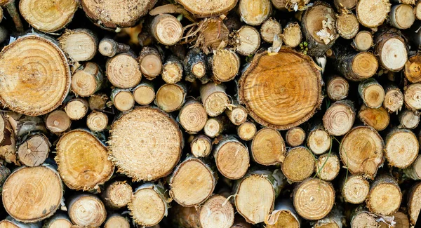 Hintergrund Aus Trockenen Gehäckselten Brennholzstämmen Die Einem Haufen Übereinander Gestapelt — Stockfoto