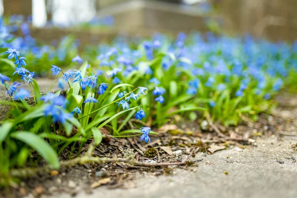 Květy Scilly Kvetou Jarní Zahradě Vysokohorském Kopci Krásné Modré Jarní — Stock fotografie
