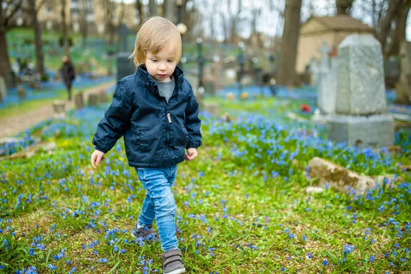 Roztomilý Batole Chlapec Obdivující Modré Scilla Siberica Jarní Květiny Kvetoucí — Stock fotografie