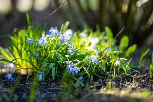 Virágzó Kék Scilla Luciliae Virágok Közelsége Napsütéses Tavaszi Napon Első — Stock Fotó