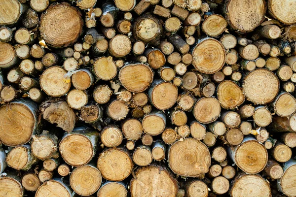 Hintergrund Aus Trockenen Gehäckselten Brennholzstämmen Die Einem Haufen Übereinander Gestapelt — Stockfoto