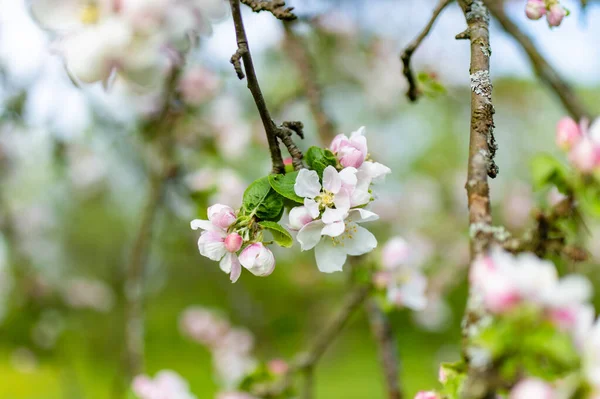 晴れた春の日に美しい古いリンゴの木の庭の開花 自然の美しさ 春の屋外での公開リンゴの枝 — ストック写真