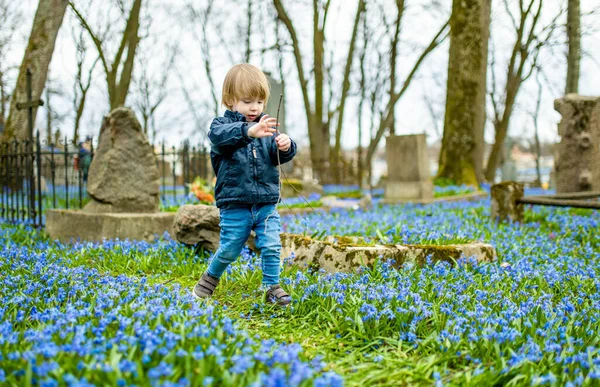 今年四月 在立陶宛维尔纽斯三个最古老的墓地之一 伯尔纳丁墓地 可爱的小男孩欣赏着蓝色的西碧莲春花盛开 — 图库照片