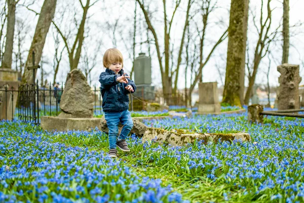 Симпатичный Мальчик Любующийся Голубой Сибирской Шилой Весенние Цветы Цветут Апреле — стоковое фото