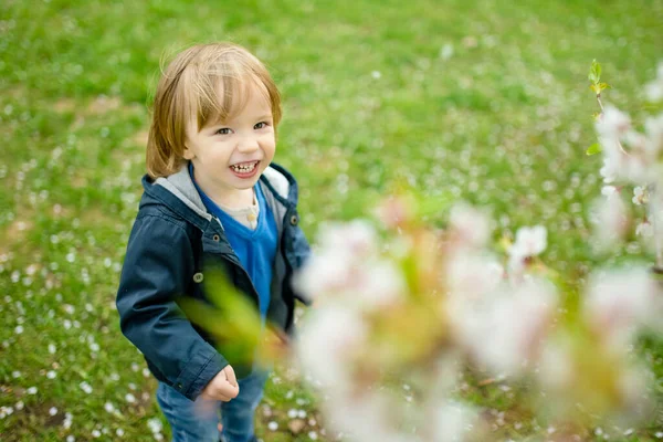 Petit Garçon Mignon Jouant Dans Jardin Cerisier Fleurs Sur Belle — Photo