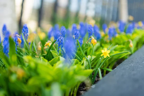 Hroznové Hyacinty Armeniacum Muscari Narcisy Narcis Kvetoucí Jarní Zahradě — Stock fotografie