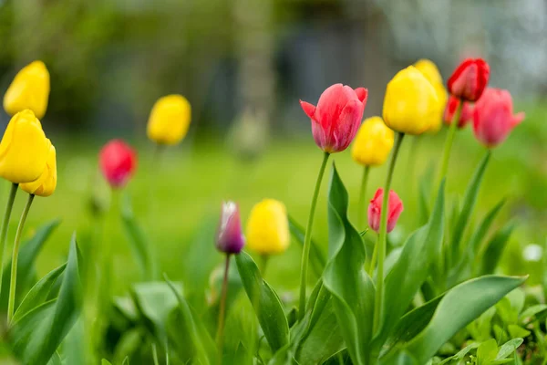 Tulipani Colorati Crescono Aiuola Nel Giardino Primaverile Bella Natura Primaverile — Foto Stock