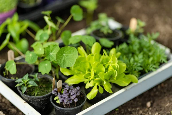 Plastiktöpfe Mit Verschiedenen Gemüsesetzlingen Jungpflanzen Frühlingstag Pflanzen Eigener Obst Und — Stockfoto
